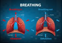 Featured image for Breathing for Better Health: Simple Techniques for Calm and Clarity