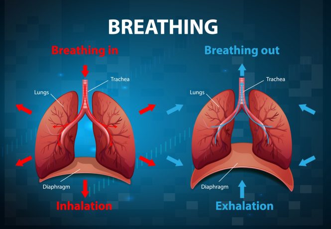 Featured image for Breathing for Better Health: Simple Techniques for Calm and Clarity