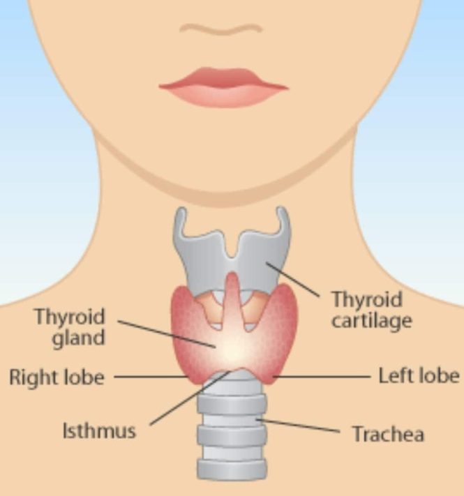 Featured image for Thyroid Troubles: Recognizing Symptoms and Seeking Proper Care