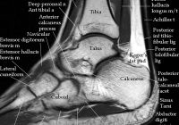 Featured image for Ankle Sprains and Strains: Effective Recovery Strategies