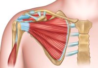 Featured image for Shoulder Solutions: Rehabilitating Injuries for Full Range of Motion