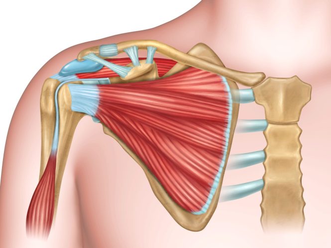 Featured image for Shoulder Solutions: Rehabilitating Injuries for Full Range of Motion